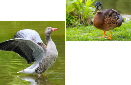 Portraits of waterfowl - duck and goose. Collage. Free space for text.の写真素材