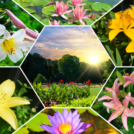 Lilies in the city garden and water lilies in the pond. Bright photo collage.の写真素材