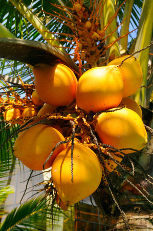 Close-up of coconuts on palm tree branches in bright sunlight. Vertical photo.