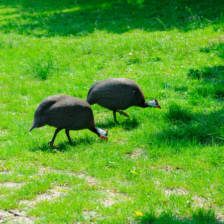 Two cute guinea fowls walking in a meadowの写真素材