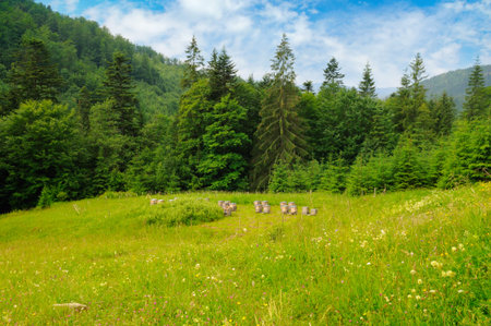 Picturesque mountain landscape with mountain ranges, coniferous forests and an apiary in a meadow....