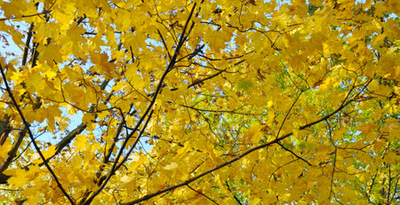 Sunny autumn day with beautiful yellow fall foliage in the park. Wide photo.の写真素材