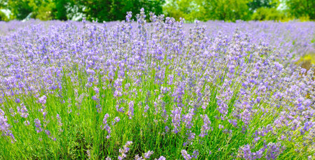 Lavender fields. Beautiful image of lavender field. Summer landscape. Wide photo.の写真素材