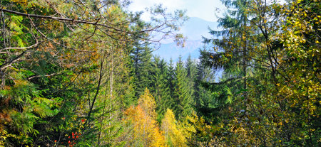 Colorful autumn landscape in the forest and bright Sun. Carpathian Mountains, Ukraine. Wide photo.の写真素材