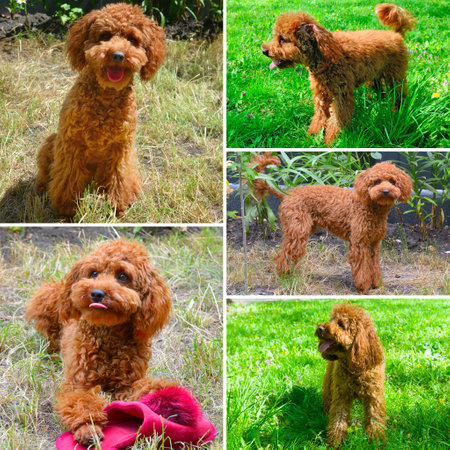 Miniature red poodle on the green lawn. Home pet.の写真素材
