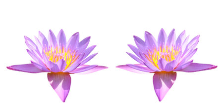 Lotus flowers isolated on white background. Collage. â Free space for text. Wide photo.の写真素材