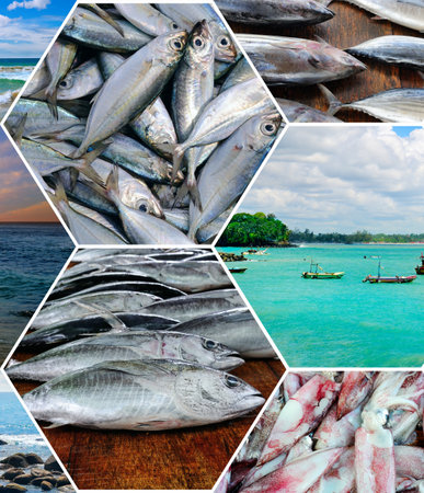 Fisheries on the coast of Sri Lanka. Photo collage. Mosaic pattern.の写真素材