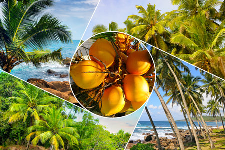 Coconut palm garden, ripe coconuts close up, beach and tropical landscapes. Collage. Mosaic pattern.の写真素材