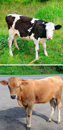 Cute calf on the roadway and a calf in the meadow. Collage. Vertical photo.の写真素材