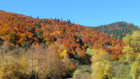 Colorful autumn landscape in the forest and bright sky. Carpathian Mountains, Ukraine. Wide photo.の写真素材