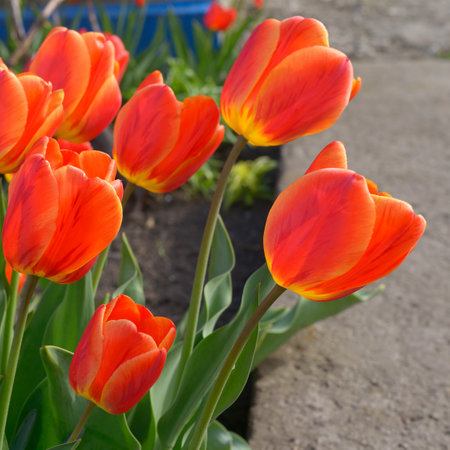Red tulip flowers on the background of the spring garden.の写真素材