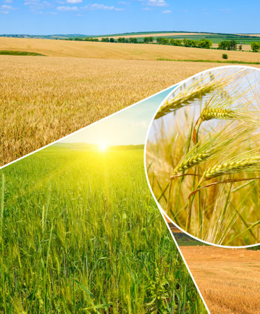 Agricultural fields and blue sky. Photo collage.の写真素材