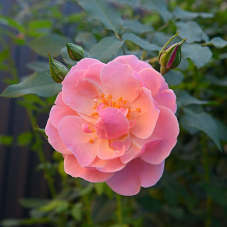 Delicate pink roses in bloom on summer branches in garden. Small roses bouquet. Flowers background.の写真素材