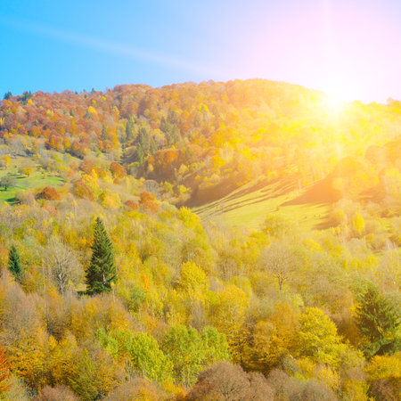 Colorful autumn landscape in the forest and bright Sunrise. Carpathian Mountains, Ukraine.の写真素材