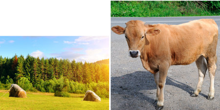 Natural pastures for grazing animals and calves in the meadow. The concept is the production of pure natural products. Free space for text. Wide photo. Collage.の写真素材