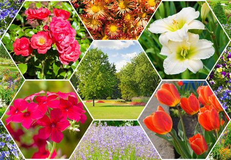 Colorful collage of flowers and garden. Mosaic pattern.の写真素材