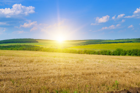 Harvested field with straw stubble and bright sunrise on a blue sky.の写真素材