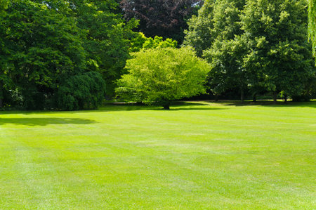 Park and outdoor concept, Spring landscape big trees on green grass meadow, New young green leaves on twig in the park under blue sky, Natural greenery backgroundの写真素材