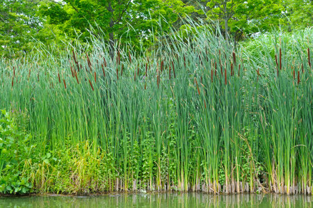 Reeds, cattails and reeds near a pond in a beautiful green park.の写真素材