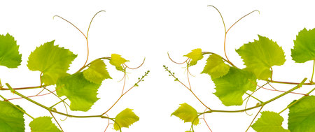 Grapevine with bright green leaves isolated on white background. Collage. Free space for text. Wide photo.の写真素材