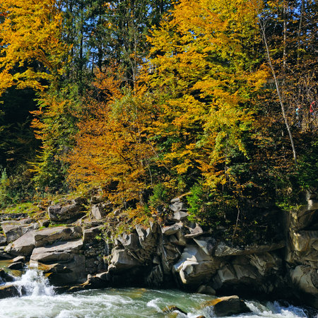 Colorful autumn landscape. A mountain river with a fast flow, an autumn forest and bright sun. Carpathian Mountains, Ukraine.の写真素材