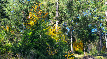 Picturesque autumn landscape with mountain ranges and forests. Carpathian Mountains, Ukraine. Wide photo.の写真素材