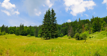 Carpathian mountains, coniferous forest, meadow and bright sky. Concept - vacation and travel. Wide photo.の写真素材