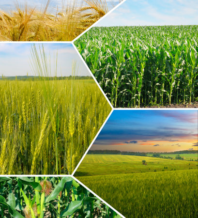 Agricultural fields and blue sky. Collage. Mosaic pattern.の写真素材