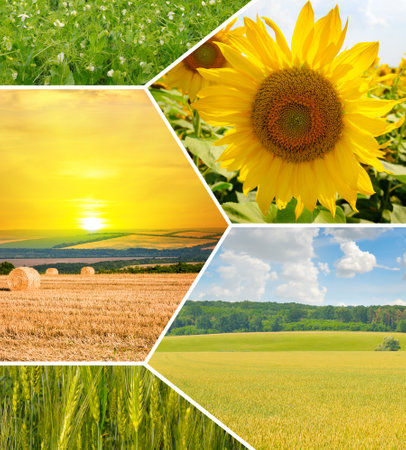 Agricultural fields and blue sky. Photo collage. Mosaic pattern.の写真素材
