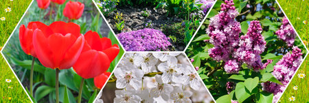 Photo of spring flowers. Mosaic collage. Wide photo.の写真素材