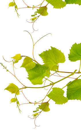Grapevine with bright green leaves isolated on white background. Free space for text. Vertical photo.の写真素材