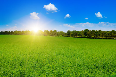 A field with green alfalfa and bright sunrise.の写真素材