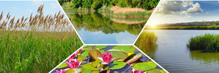 Reeds and other aquatic vegetation on the surface of the lake. Mosaic pattern. Collage. Wide photo.の写真素材