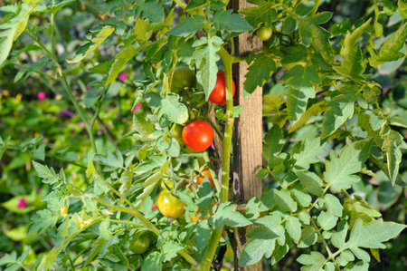 Fresh bunch of red natural tomatoes on a branch in organic vegetable garden.の写真素材