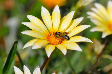 A bee collects pollen from a chamomile flower.の写真素材