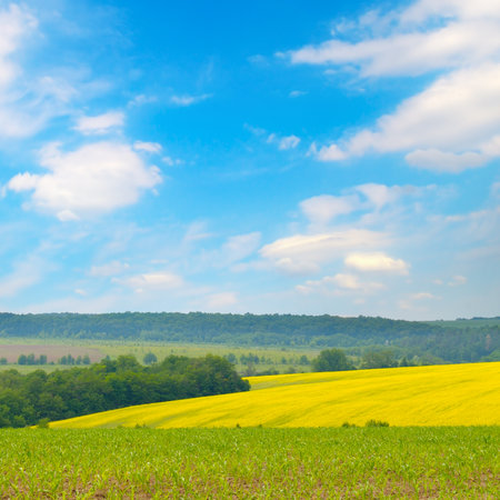 Corn and rapeseed field and blue sky with bright sun. Beautiful summer landscape, Moldova.の写真素材