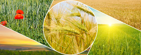 Wheat fields and blue sky. Mosaic pattern. Collage. Wide photo.の写真素材