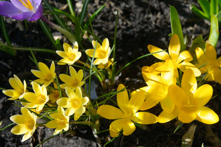 yellow crocus flowers against the background of a spring meadow.の写真素材