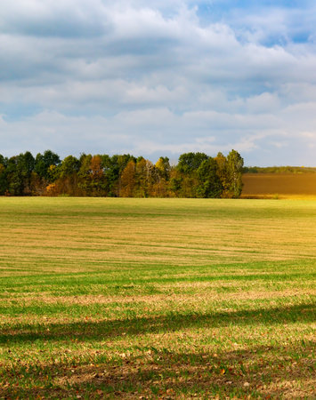 Harvested fields and meadows. Wavy rural autumn landscape. Vertical photo.の写真素材