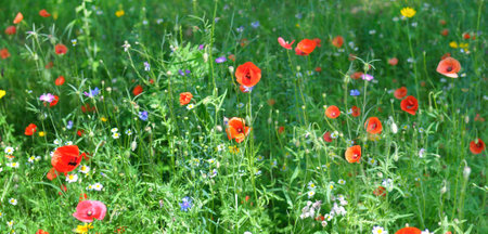 Wild flowers in meadow grass. Decorative alpine meadow. Wide photo.の写真素材