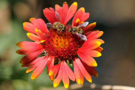 A bee collects pollen from a red flower.の写真素材