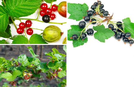 Currants, gooseberries, raspberries and flowering bush of red currant with green leaves in the garden. Collage. Free space for text.の写真素材