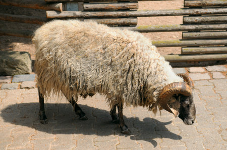 A ram with large horns in a paddock.の写真素材