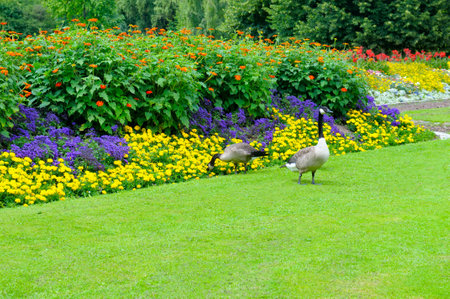 Beautiful garden with a flowerbed and goose on green meadow.の写真素材