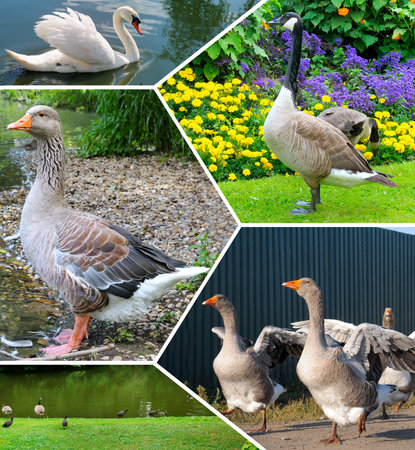 Geese and swan on the lake and lawn. Collage. Mosaic pattern.
