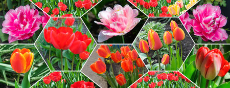 Red tulip flowers on the background of the spring garden. Collage. Mosaic pattern. Wide photo.の写真素材