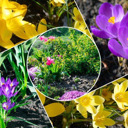 Colorful collage of flowers and garden. Mosaic pattern. Collage.の写真素材