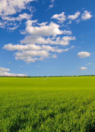 Green field and blue sky with light clouds. Vertical photo.の写真素材