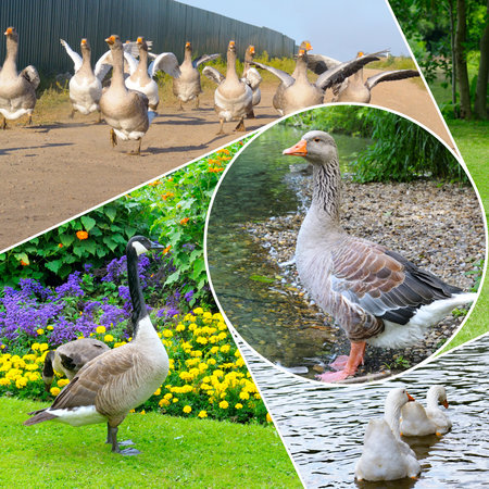 Geeses on the lake and lawn. Mosaic collage.の写真素材
