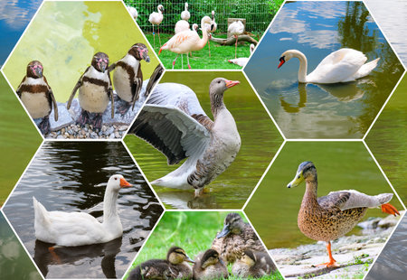 Waterfowl in the wild and in the zoo. Collage. Mosaic pattern.の写真素材